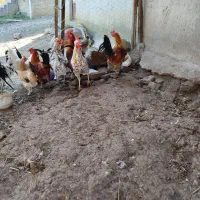 فروش مرغ خروس نیمچه جوجه گلین اصیل|حیوانات مزرعه|اردبیل, |دیوار