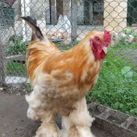 خروس برهما(امپراطور)|حیوانات مزرعه|چالوس, |دیوار