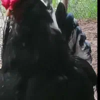 خروس گلین لری مشکی ۴۰ تاج