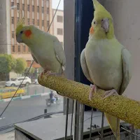 عروس هلندی مولد|پرنده|تهران, سنائی|دیوار