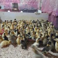 جوجه رنگی عمده|حیوانات مزرعه|شیراز, کوشک میدان|دیوار