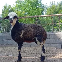 گوسفند بره ماده پلنگی