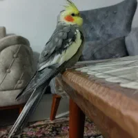عروس هلندی