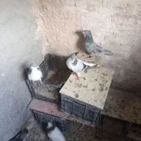 کبوتر معاوضه مرغ