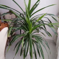 گل زینتی مخصوص فضای بزرگ|گل و گیاه طبیعی|سراب, |دیوار