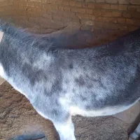 ماده الاغ جوان وبارکش