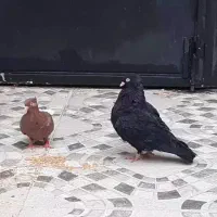 زاغ آبادانی