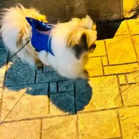 پارامین|سگ|شهرکرد, |دیوار