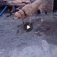 سگ پژدر|سگ|دورود, |دیوار