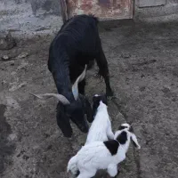 بز دوقلو|حیوانات مزرعه|بهبهان, |دیوار