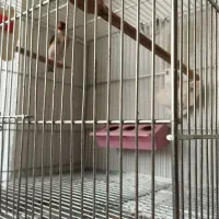 سهره نر رسمی