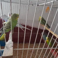 مرغ عشق|پرنده|چناران, |دیوار