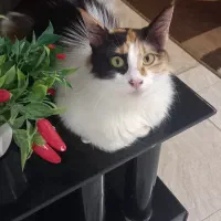 واگذاری گربه