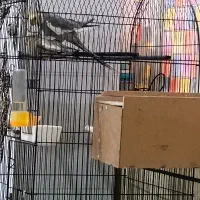 ساعت مچی و عروس هلندی|ساعت|اهواز, منبع اب|دیوار