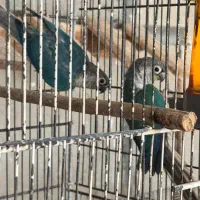 طوطی گرینچیک|پرنده|بندرعباس, |دیوار