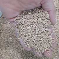 کبوتر رنگی