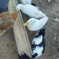 اردک|حیوانات مزرعه|جوانرود, |دیوار