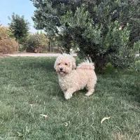 سگ گمشده مژدگانی