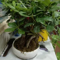 گل میخک هندی