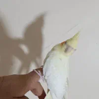 عروس هلندی مولد|پرنده|تهران, آهنگران (سراسیاب دولاب)|دیوار