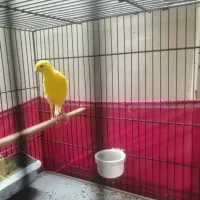 چهار عدد قناری نر و ماده