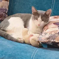 واگذاری گربه سه ماهه|گربه|قم, بنیاد|دیوار