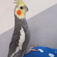 عروس هلندی گمشده