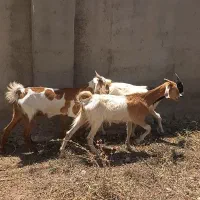 بز چاووش داشتی