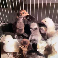 جوجه لاری و سلطان ۱۰روزه و ۱۵روزه