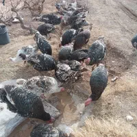 کبوتر بوقلمون|حیوانات|دشتابی, |دیوار