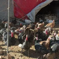 بوقلمون|حیوانات مزرعه|نورآباد, |دیوار