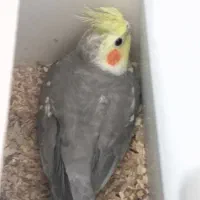 عروس هلندی مولد با سه جوجه