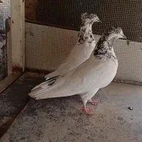 یک جفت کاشانی کله شیخ|پرنده|مسجد سلیمان, |دیوار