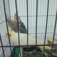 عروس هلندی ۳ جفت|پرنده|کلاچای, |دیوار