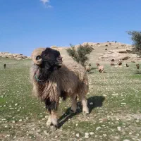 نرمیش60|حیوانات مزرعه|مسجد سلیمان, |دیوار