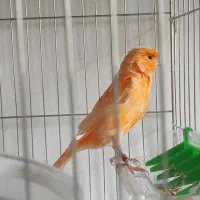 قناری نر رد فکتور