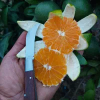 خریدارنارنگی ژاپنی محلی