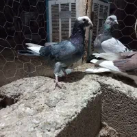 ۵تا کفتر بیگیری دس اولی|پرنده|شیراز, فرودگاه شهید دستغیب شیراز|دیوار