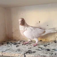 کبوتر کله‌دار3عدد|پرنده|سنندج, |دیوار