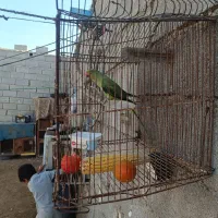 طوطی ماده|پرنده|چابهار, |دیوار