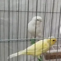 ماده سفید بالغ و تعدادی نر سفید سالم و سرحال|پرنده|یزد, |دیوار