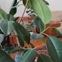 فیکوس|گل و گیاه طبیعی|بوشهر, |دیوار