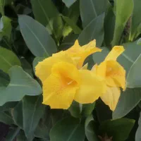 استخدام نگهبان و  کارگر فضای سبز