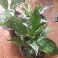 حراج به مناسبت روز دا...مادر|گل و گیاه طبیعی|لردگان, |دیوار