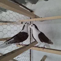 کبوتر|پرنده|آران و بیدگل, |دیوار