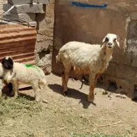 گوسفند دوقلو زا