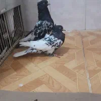جفت کله سیاه حمیدیه|پرنده|اهواز, ۳۰ متری|دیوار
