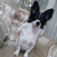 سک اشپیز آروم و مهربان