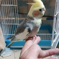 عروس هلندی نر سخنگو