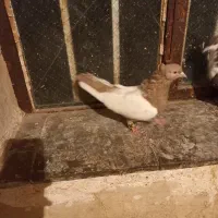 کبوتر شهری|پرنده|طسوج, |دیوار